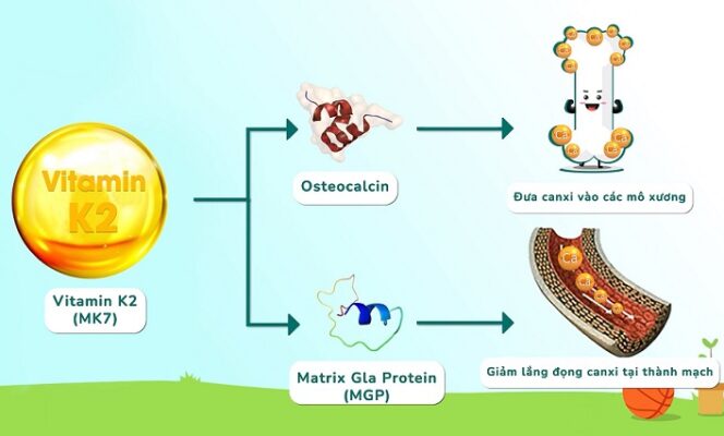 cách để con hấp thu canxi tốt nhất